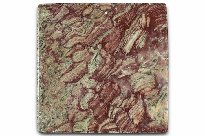 Polished Neoproterozoic Stromatolite (Conophyton) Slab #365841